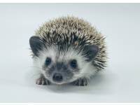 hedgehog photo