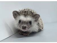 hedgehog photo