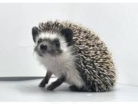 hedgehog photo