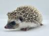 photo of hedgehog for sale