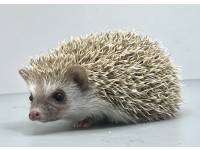 hedgehog photo