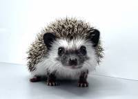 hedgehog photo