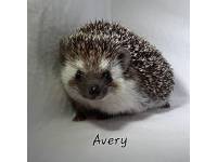 Avery
