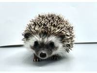 hedgehog photo