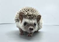 hedgehog photo