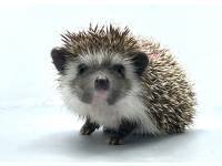 hedgehog photo