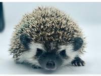 hedgehog photo