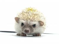 hedgehog photo