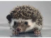 hedgehog photo