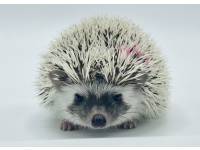 hedgehog photo