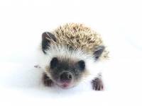 hedgehog photo