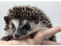 hedgehog photo