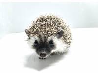 hedgehog photo