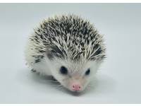 hedgehog photo