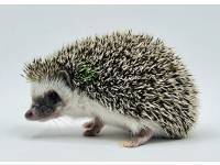 hedgehog photo