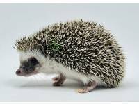 hedgehog photo