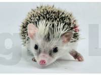 photo of hedgehog for sale