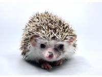hedgehog photo