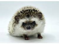 hedgehog photo