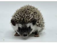 hedgehog photo