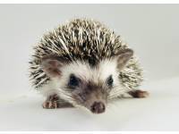 hedgehog photo
