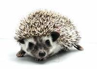 hedgehog photo