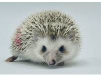 hedgehog photo