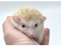 hedgehog photo