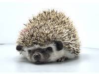 hedgehog photo