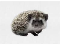 hedgehog photo