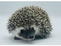 hedgehog photo