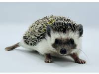 hedgehog photo