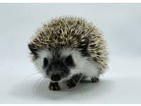 hedgehog photo