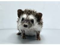 hedgehog photo