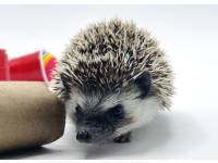 hedgehog photo