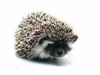 hedgehog photo