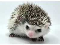 hedgehog photo