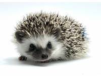 hedgehog photo