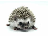 hedgehog photo