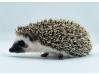photo of hedgehog for sale