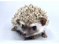 hedgehog photo