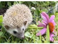 hedgehog photo