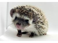 hedgehog photo