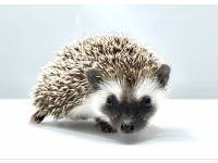 hedgehog photo