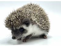 hedgehog photo