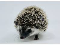 hedgehog photo