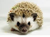 hedgehog photo