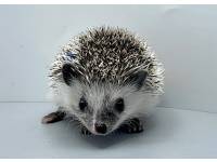 hedgehog photo