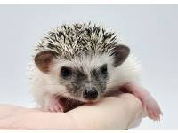 hedgehog photo