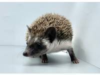 hedgehog photo